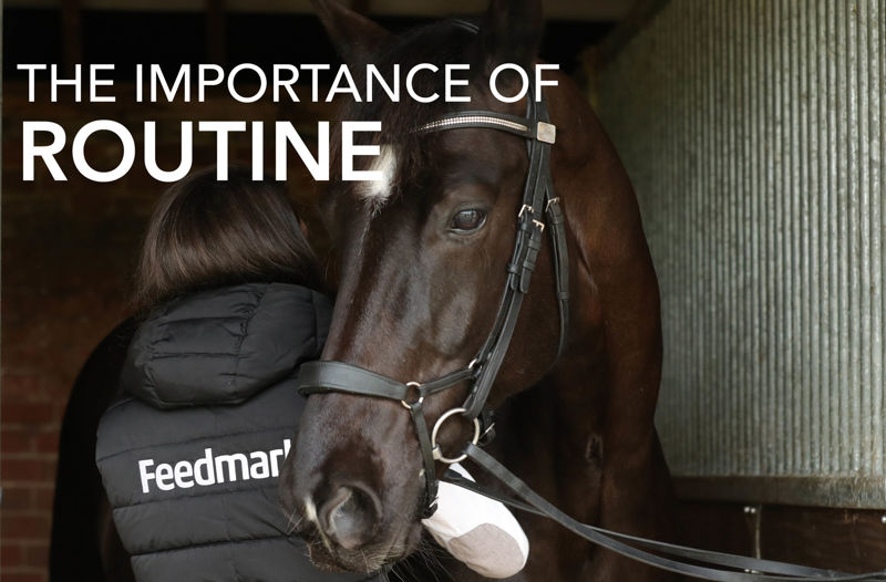 The Importance of Routine – Equine Science Matters™